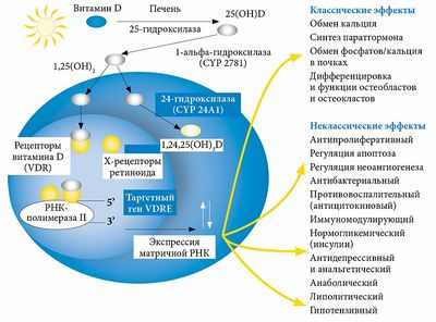 Варианты рецептора витамина D связаны с повышенным риском рака груди