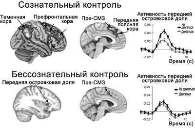 Широкое рецептивное поле, отвечающее за дифференцированную нейронную активность