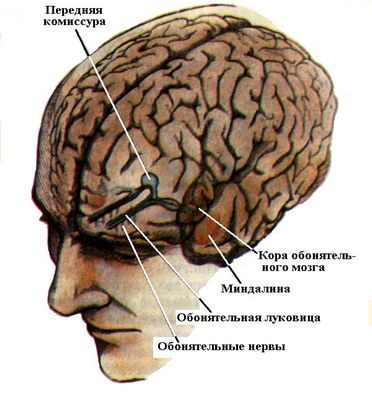 Новый метод изучения того, как мозг классифицирует изображения