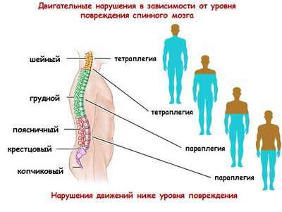 Компенсаторные механизмы головного мозга ускоряют восстановление после травмы спинного мозга