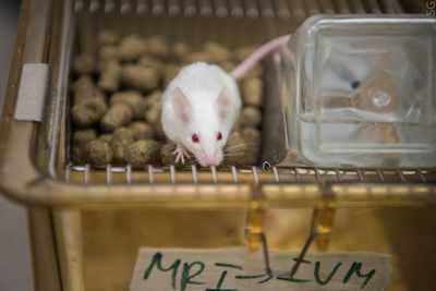 Интересная вирусная связь с раком кишечника у мышей Интересная вирусная связь с раком кишечника у мышей