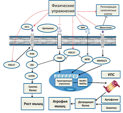 Исследователи разрабатывают инструменты для измерения функции скелетных мышц у пациентов с митохондриальными заболеваниями